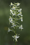 Grönvit nattviol/Platanthera chlorantha/Greater Butterfly-orchid